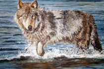 wolf