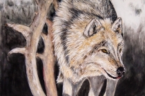 wolf
