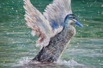 duck
